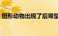 纽形动物出现了后肾型排泄系统（纽形动物）