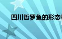 四川哲罗鱼的形态特征（四川哲罗鱼）