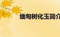缅甸树化玉简介（缅甸树化玉）