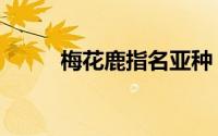 梅花鹿指名亚种（黇鹿指名亚种）