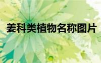 姜科类植物名称图片（生姜 姜科姜属植物）