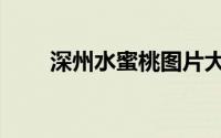 深州水蜜桃图片大全（深州水蜜桃）