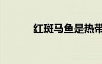 红斑马鱼是热带鱼吗（红斑马）