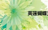 荚蒾蝴蝶无性系1号