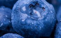 蓝莓含有一种可以延长寿命的特殊物质
