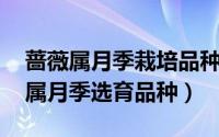 蔷薇属月季栽培品种（铜管乐队 蔷薇科蔷薇属月季选育品种）