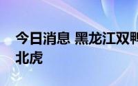 今日消息 黑龙江双鸭山市饶河县境内发现东北虎