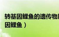 转基因鲤鱼的遗传物质来源于几个亲代（转基因鲤鱼）