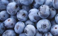 发现蓝莓浓缩汁可以增强老化的大脑