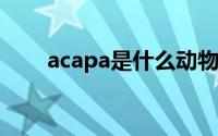 acapa是什么动物（ALPACA 动物）