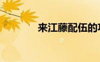 来江藤配伍的功效（来江藤）