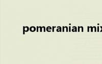 pomeranian mix（pomeranian）