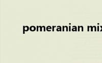 pomeranian mix（pomeranian）