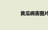 黄瓜病害图片（黄瓜病害）