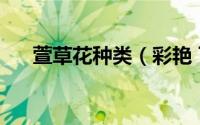 萱草花种类（彩艳 百合科萱草属植物）