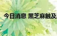 今日消息 黑芝麻触及跌停，已连续跌停2天