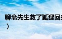 聊斋先生救了狐狸回来报恩第几集（聊斋先生）