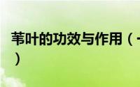 苇叶的功效与作用（一叶荻功效与作用有哪些）