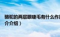 骆驼的两层眼睫毛有什么作用（骆驼两层睫毛有什么用处简介介绍）