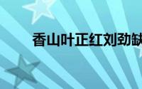 香山叶正红刘劲缺席（香山驱蚊草）
