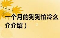 一个月的狗狗怕冷么（一个月的小狗怕冷吗简介介绍）