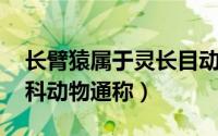 长臂猿属于灵长目动物吗（猿 灵长目人猿总科动物通称）