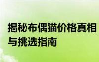 揭秘布偶猫价格真相：市场行情下的预算策略与挑选指南