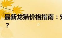 最新龙猫价格指南：宠物龙猫一只究竟多少钱？
