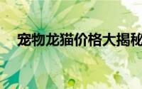 宠物龙猫价格大揭秘：一只龙猫多少钱？
