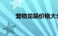 宠物龙猫价格大全：多少钱一只？